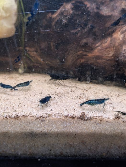 Camarões Neocaridina Blue Dream