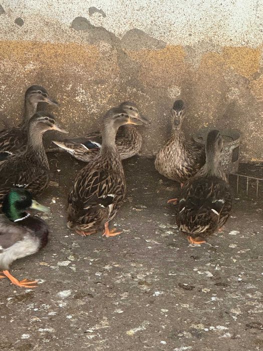 Patas Reais puras em Évora