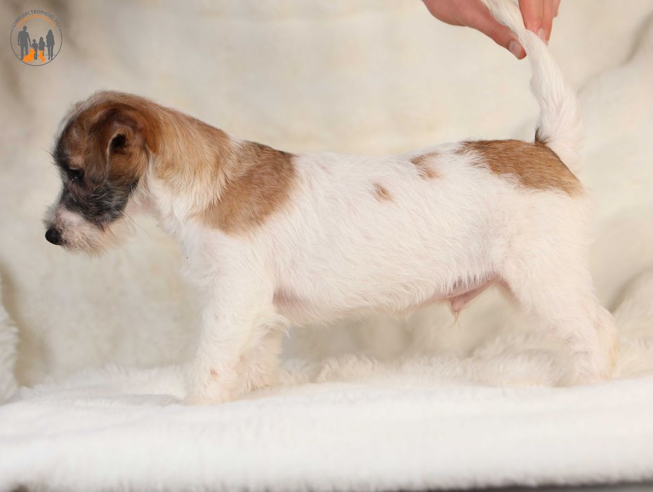 Jack Russell Terrier ZKwP FCI piesek