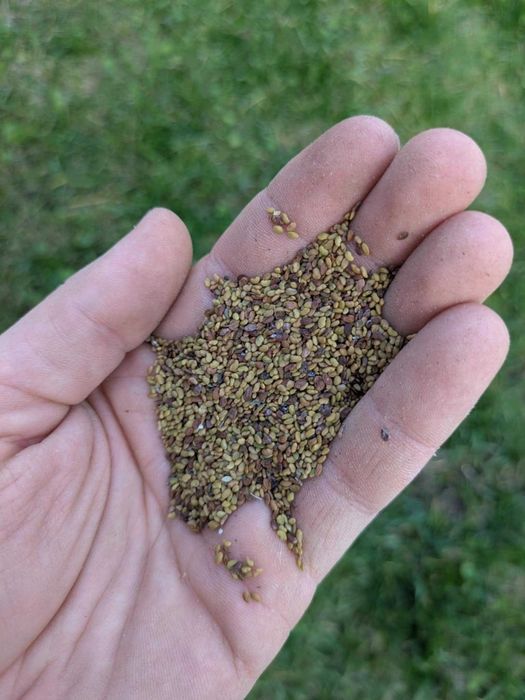 Lucerna nasiona 1 kg za 20 zł