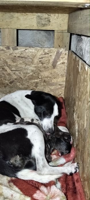 Cachorros para dar