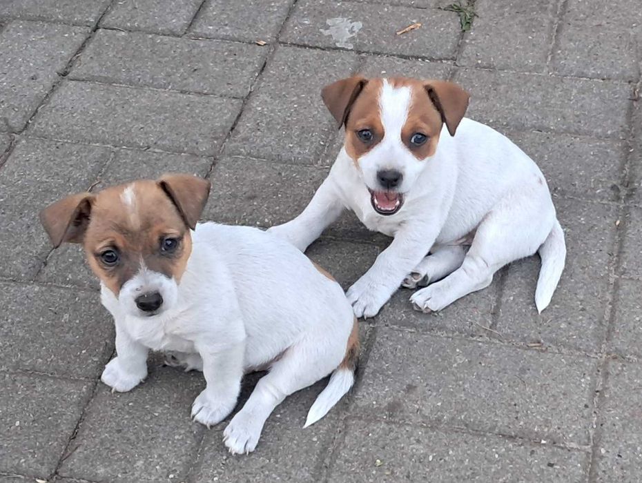 Jack Russell Terrier