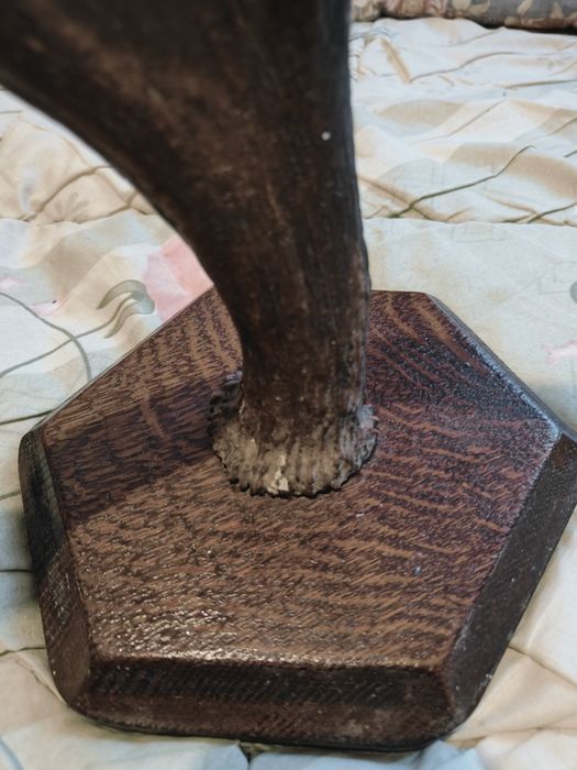 Рога оленя на дерев'яній основі