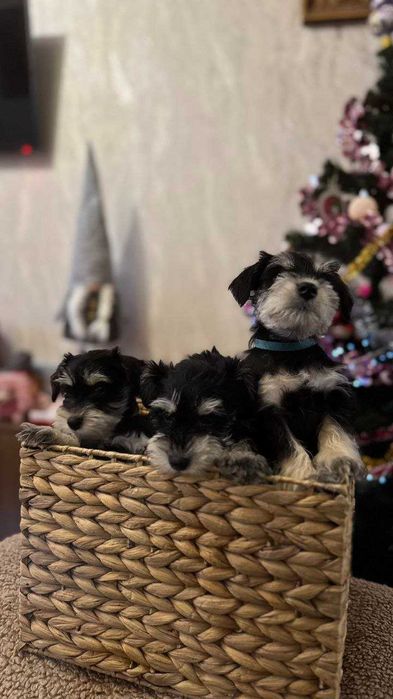 Цуцик Цвергшнауцер