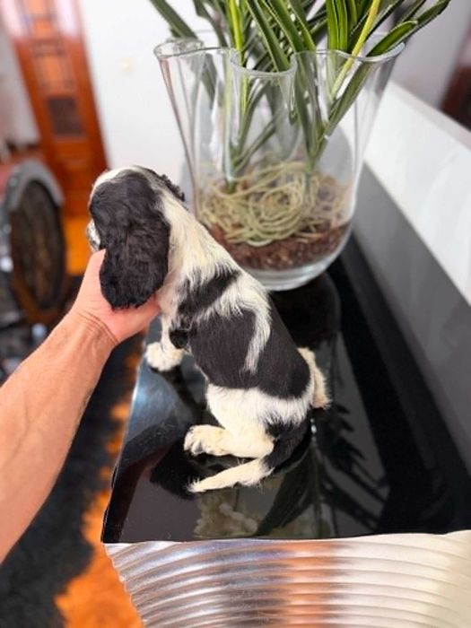 Cocker Spaniel Inglês  FEMEA com LOP e AFIXO