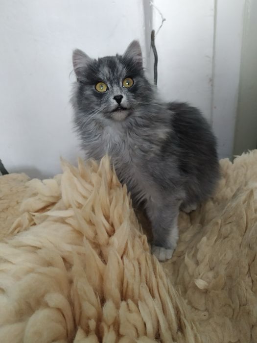 Кішка-норвежка Вік -3 місяці  500 грн.