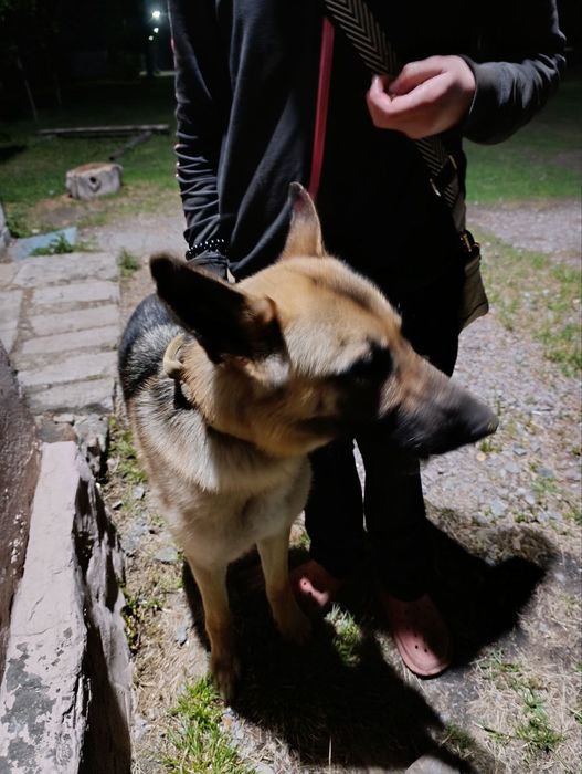 Навчу вашу собаку трюкам і слухняності   (Подгороднее/Спасское)