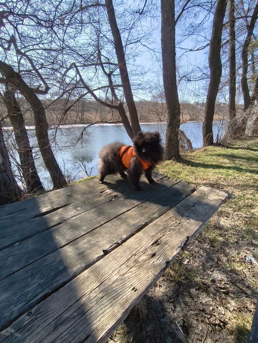 Хлопчик померанський шпіц 5 міс.