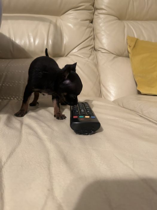 Pinczer miniaturowy -ratlerek