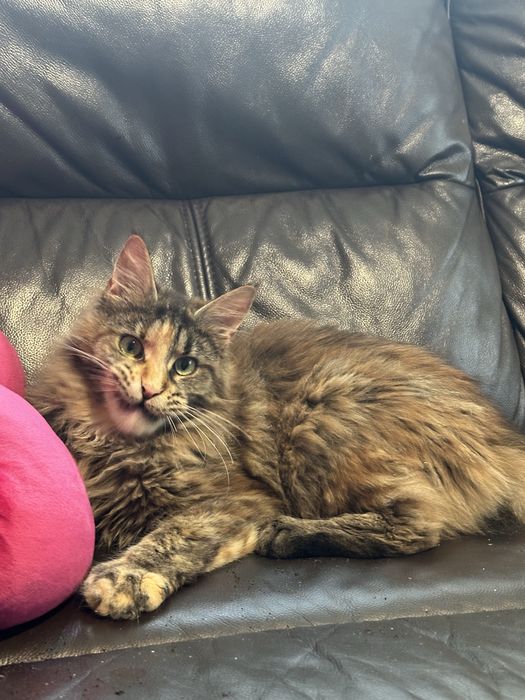 Kotka maine coon z rodowodem na sprzedaz