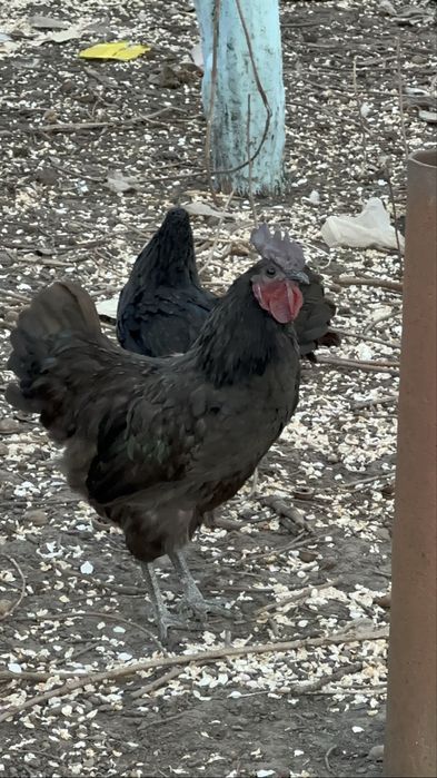 Інкубаційне яйце Ухейілюк