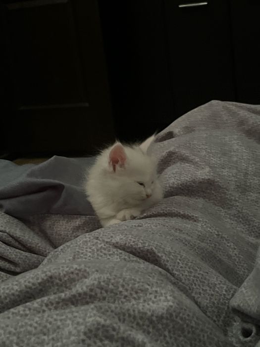 Отдам котика в хорошие руки