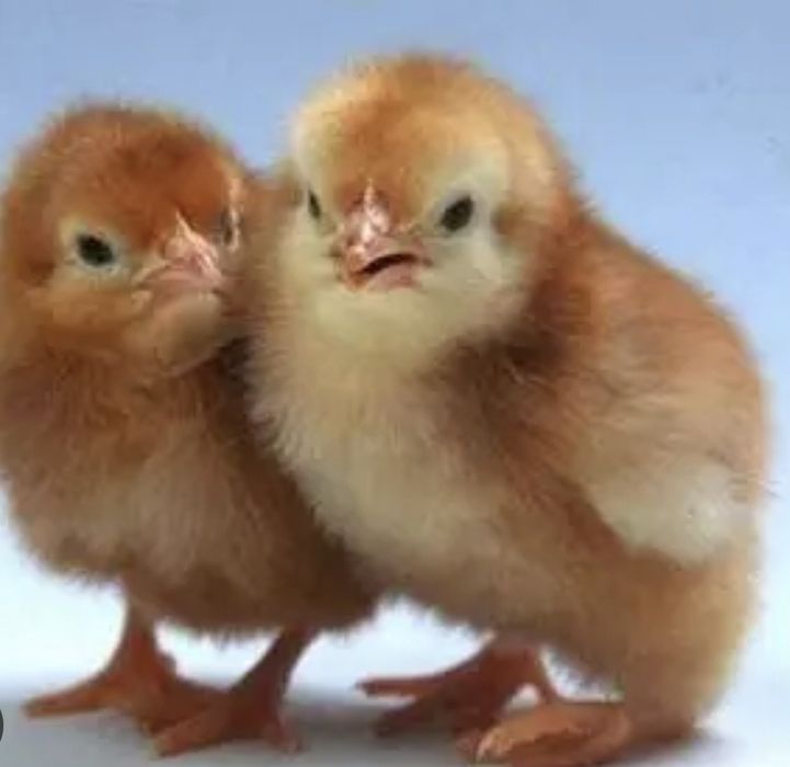 "АСТРА" Продає інкубаційне яйце Домінант,  бройлер,  мясояїчка