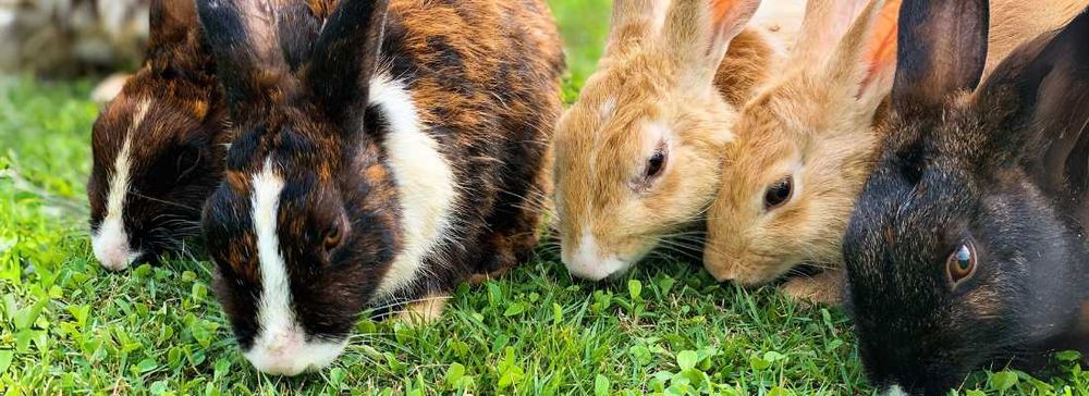 Vendo Coelhos Adultos Caseiros (Criação no Campo)