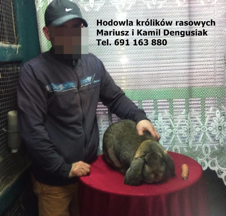 Francuski Baran Szary  Wysyłka