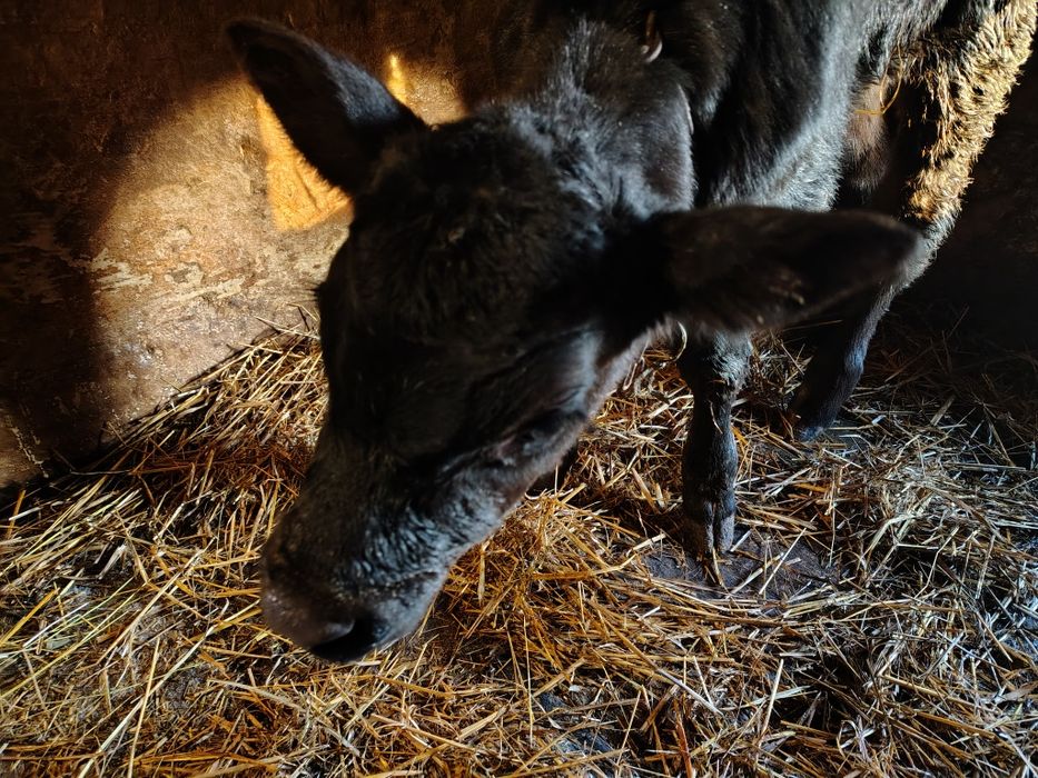 Продам телятко тилицю