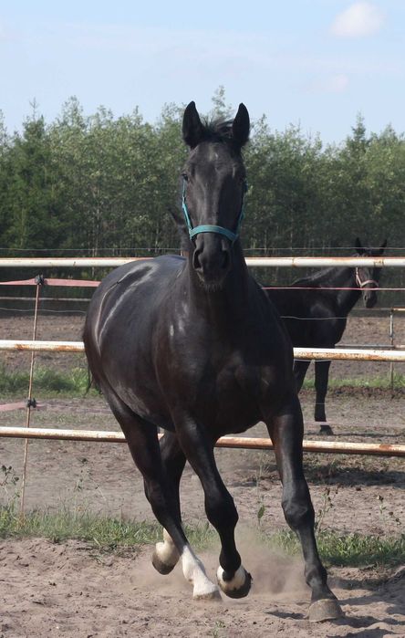 *** Młoda klacz śląska ***