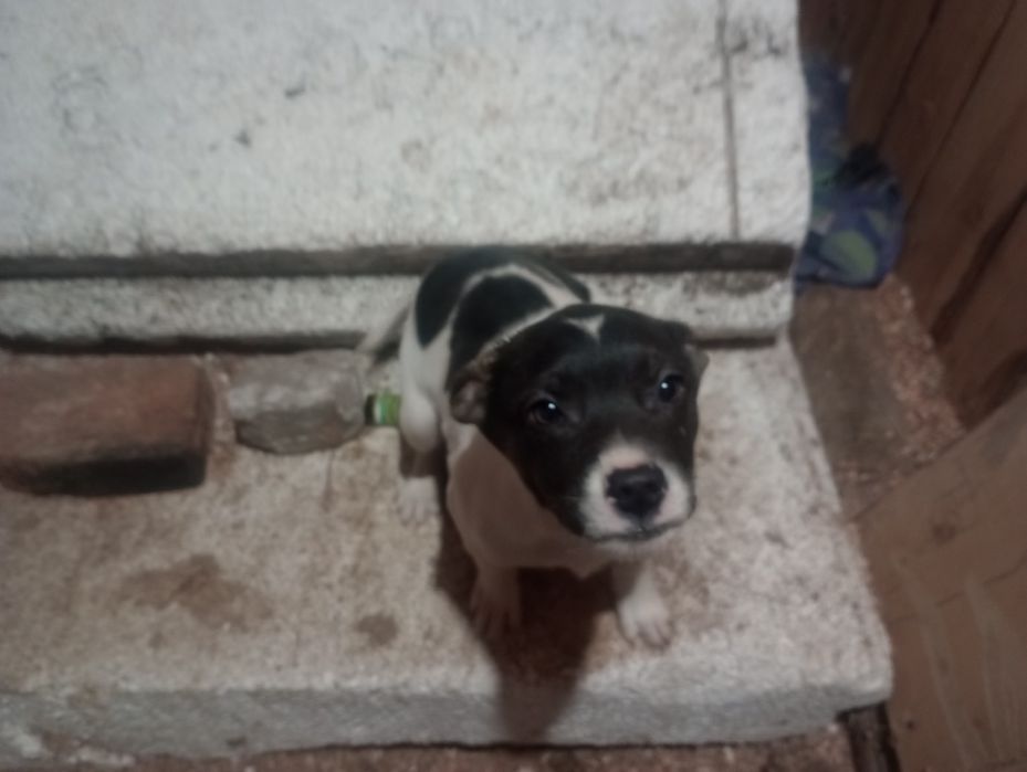 Кобелек небольшого размера 3,5 месяца вакцинирован