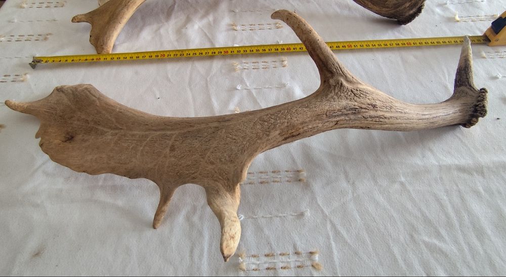 Hastes de veado naturais