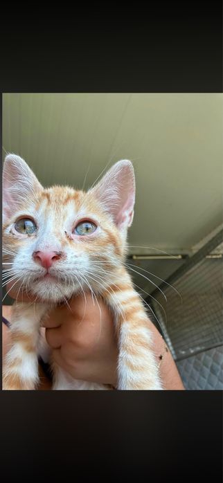Gatinhas para adocao responsavel