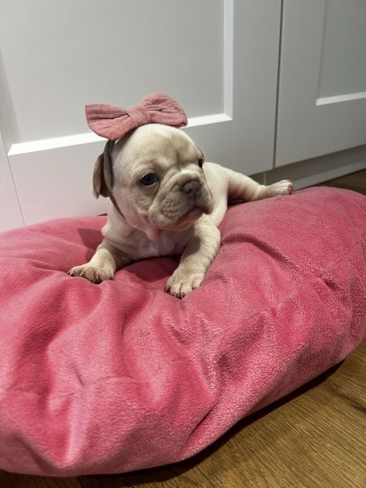 Buldog francuski kremowy lilac platynowy new shade isabella platinum
