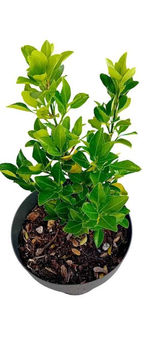 Evo'nio do Japao (Euonymus Japonicus)