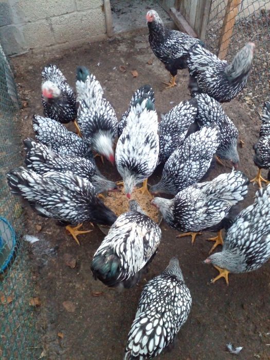 Півні віандот срібло