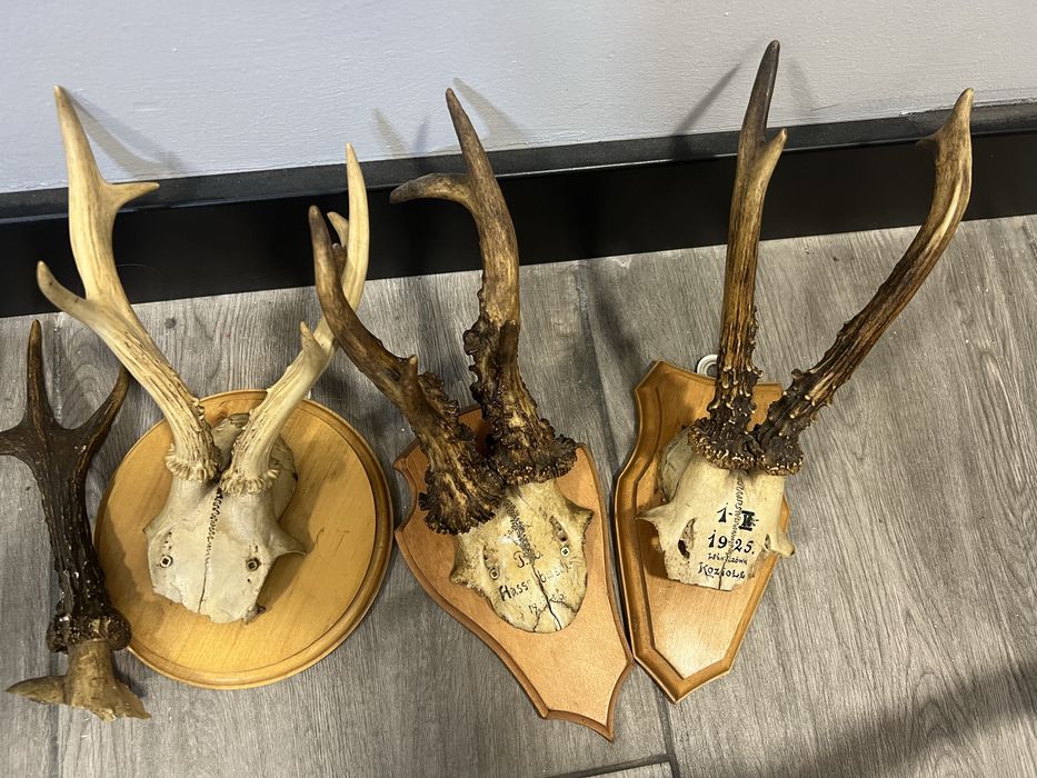 Zestaw poroży na podstawkach plus- 1 luzem