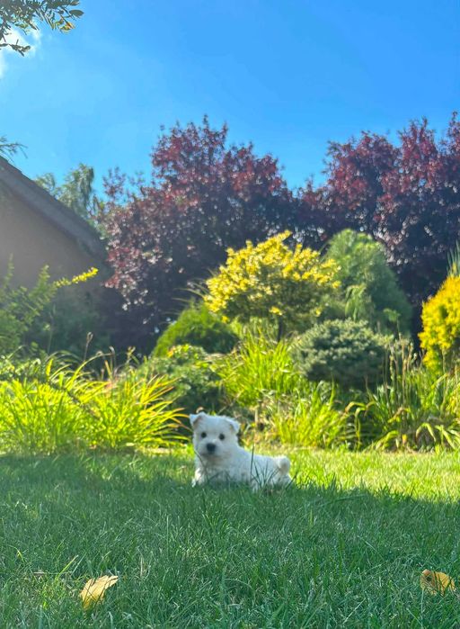 West highland white terrier przepiękny miot