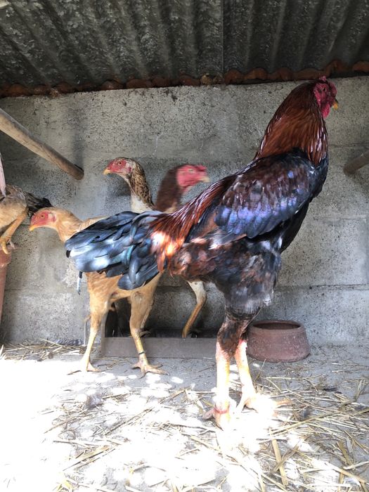 Ovos de indios gigante