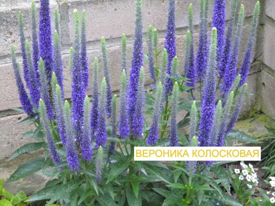 Багаторічні квіти для створення гарної клумби безперервного цвітіння. Всі рослини по 55 гривень.