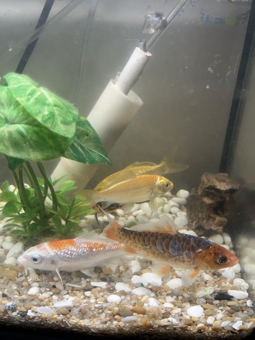 Carpas de Koi, excelente genética