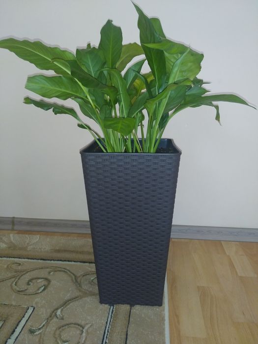 Спатіфілум королівський