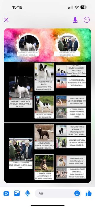 Buldog francuski FCI, ZKwP