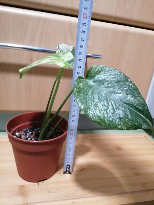 Monstera mint  przepiekna