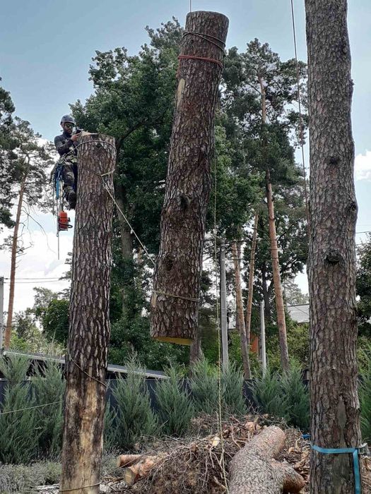 Видалення дерев Корчування пнів Благоустрій.Є послуги ЩЕПОРІЗА
