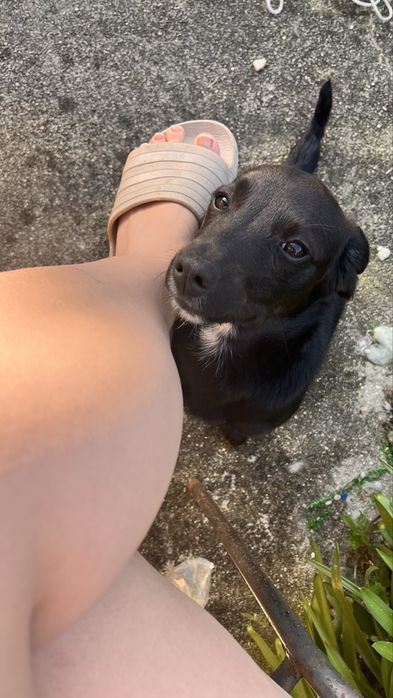 Cãozito preto medio porte