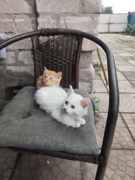 Милые котята в добрые руки!