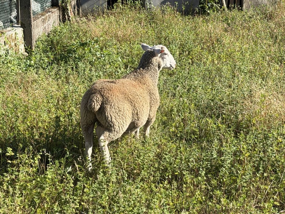 2 borregos de raça inra/romane