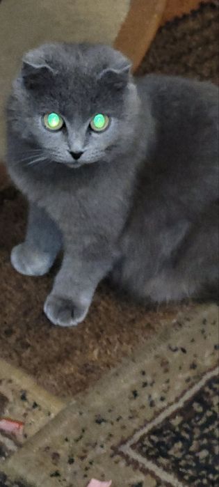 шотландські котики