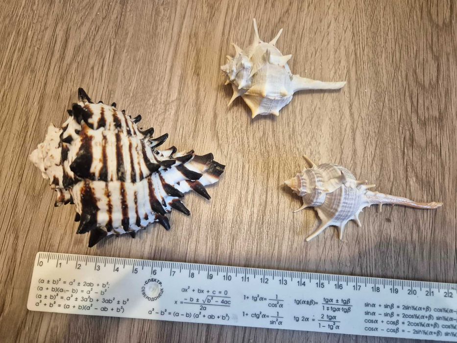 Nr18 Zestaw muszli - Hexaplex nigritus, Murex +GRATIS