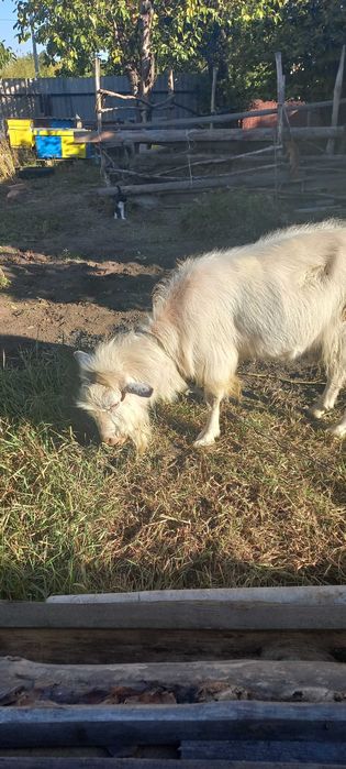 Цап парує кізок.