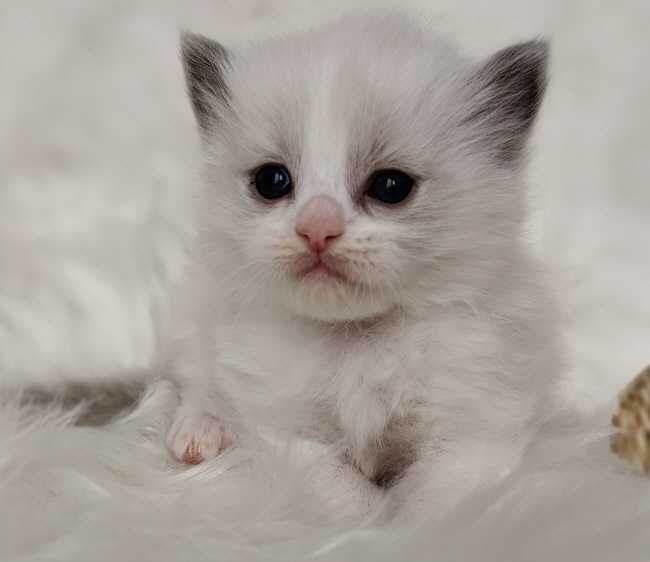 Ragdoll  kocurek z rodowodem WCF