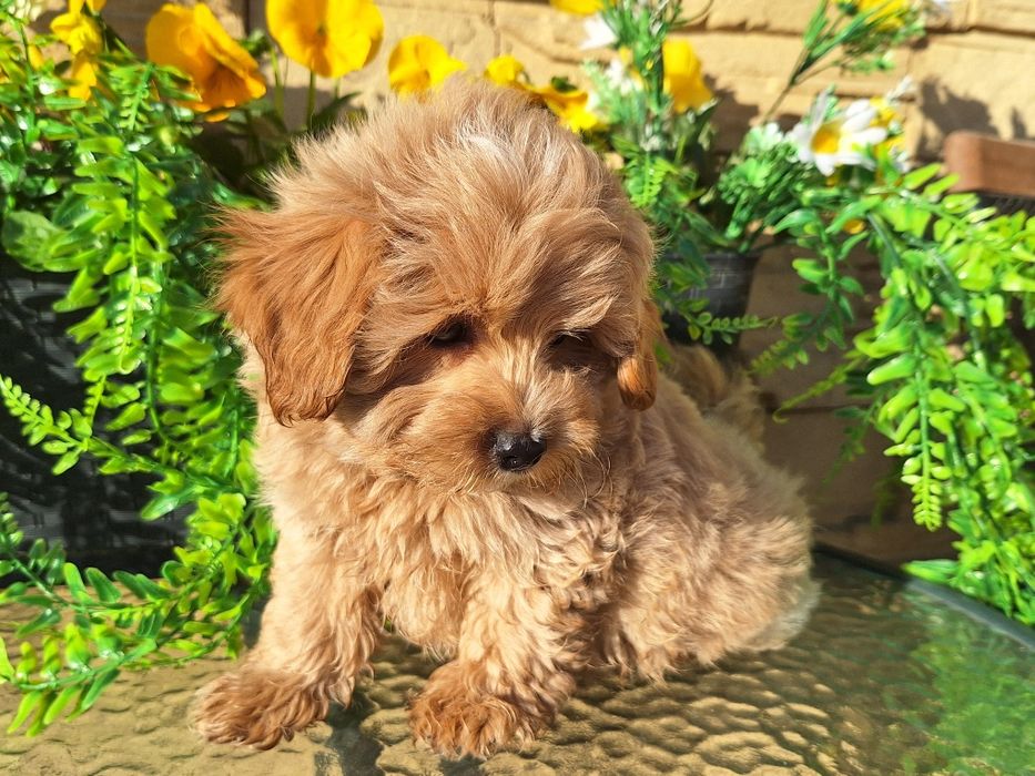 Maltipoo szczeniaczek z rodowodem