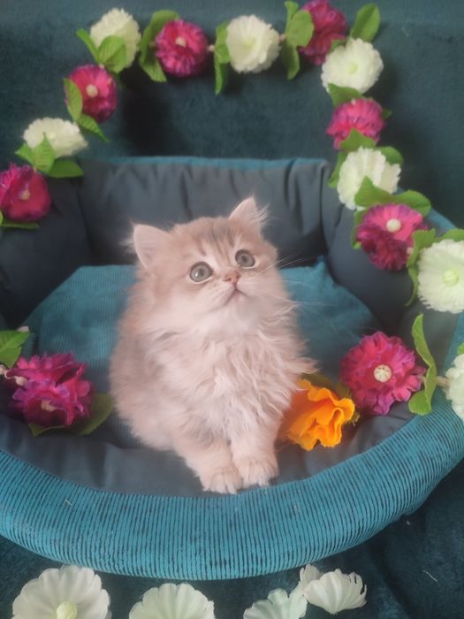 Британская золотая шиншилла, котёнок британец