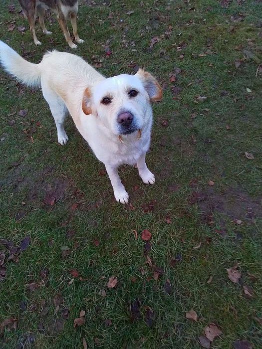 Poznaj naszego podopiecznego Bobiego.