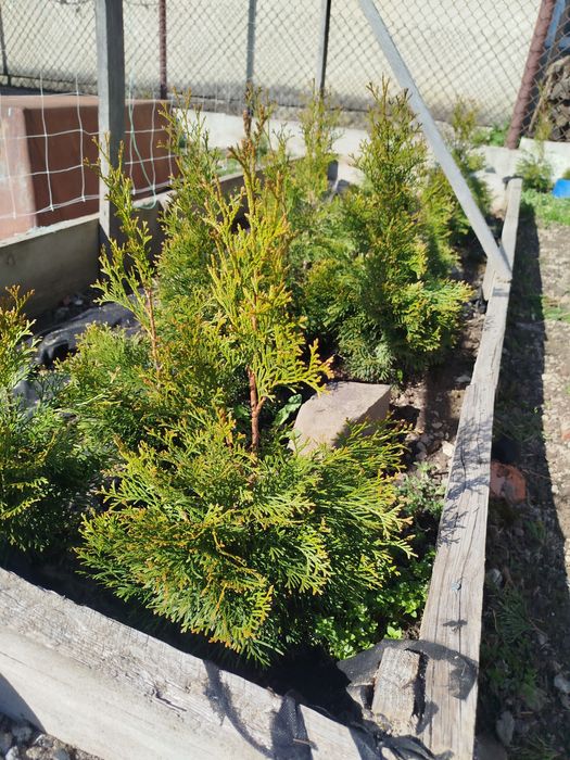 Туя смарагд 40-60см