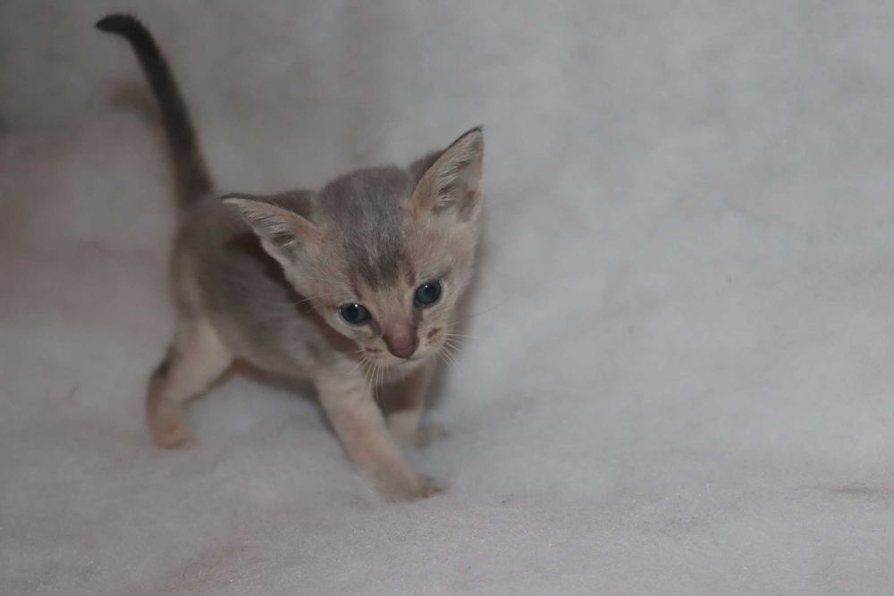 Абиссинский котенок. Мальчишка. Котик
