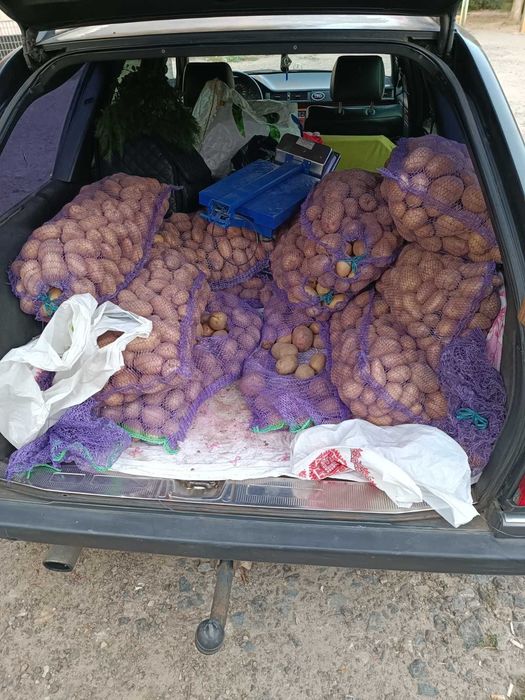 Домашня картопля з Вінницької області
