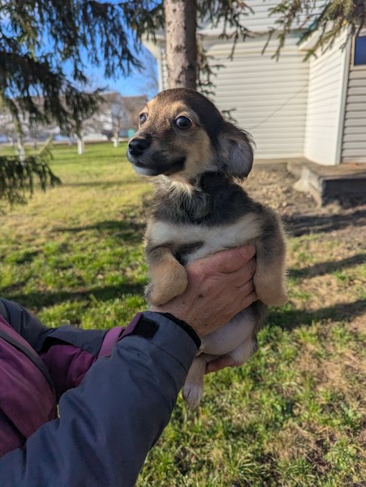 Щенятко Рей шукає родину